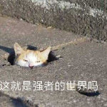 強(qiáng)者的世界