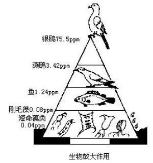 生物放大作用